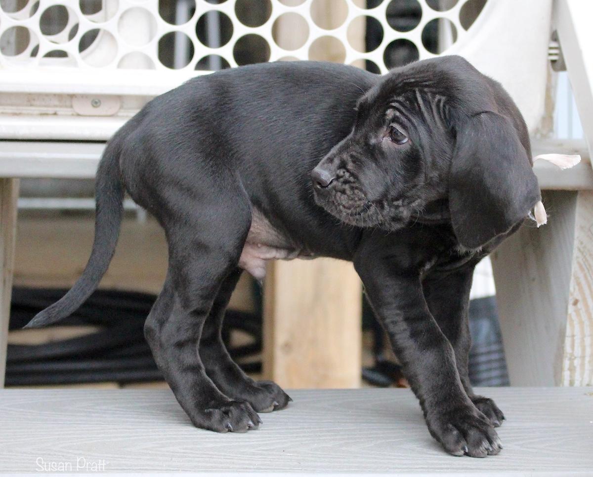 Enlarge Nick, a ADOPTABLE mixed breed in Bedford, VA image 2/6