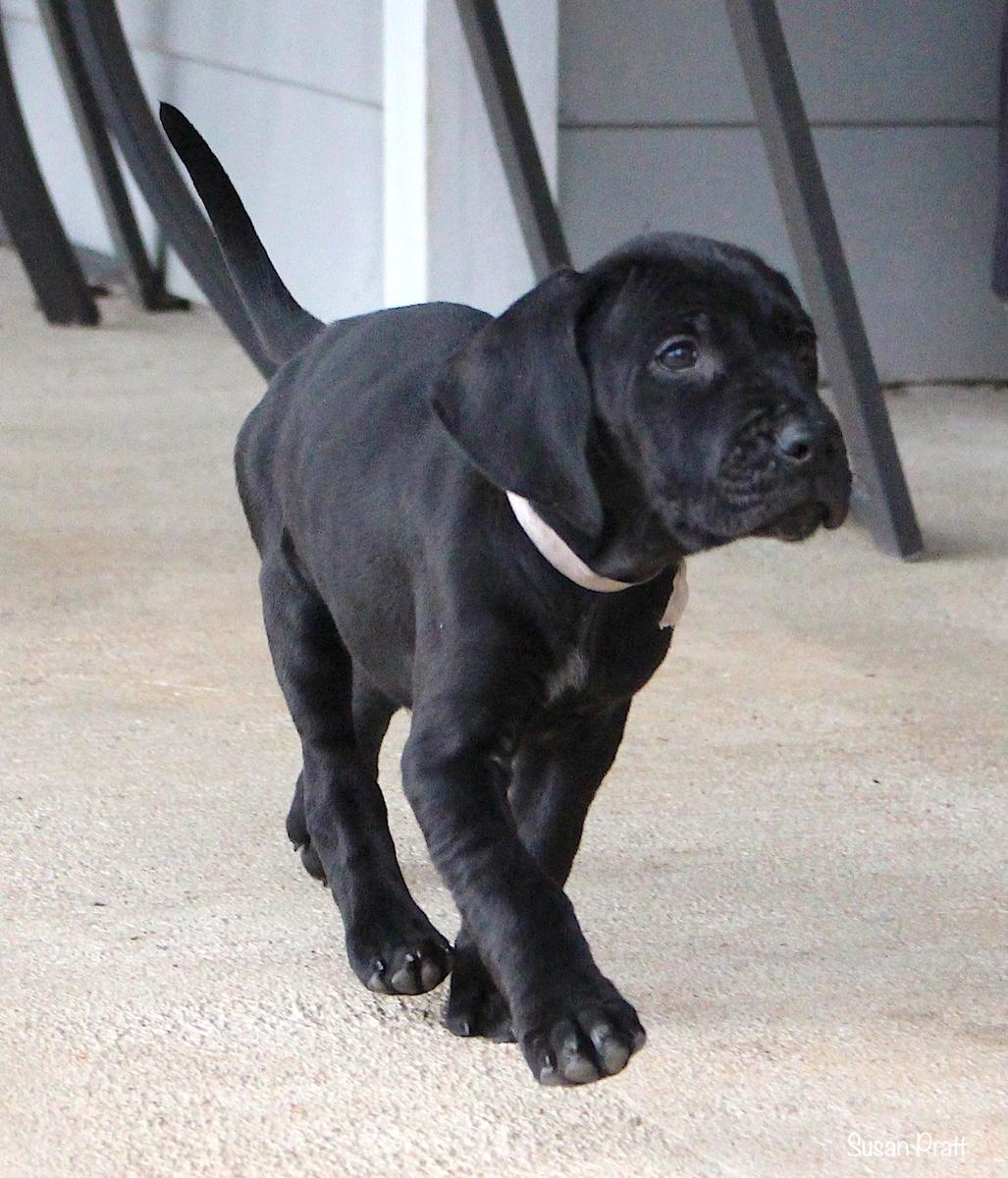 Enlarge Nick, a ADOPTABLE mixed breed in Bedford, VA image 6/6