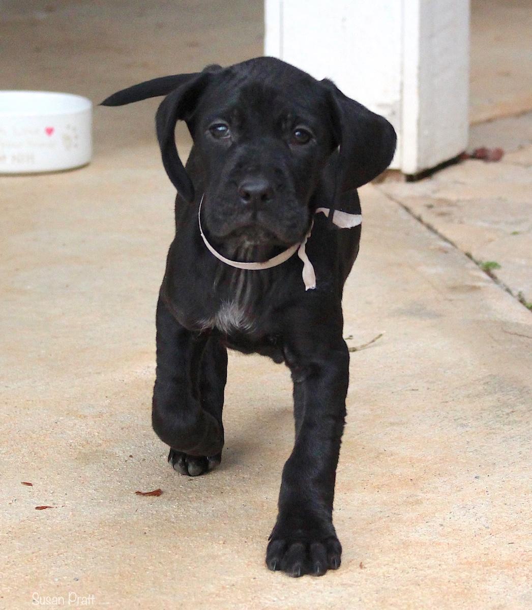 Enlarge Nick, a ADOPTABLE mixed breed in Bedford, VA image 4/6