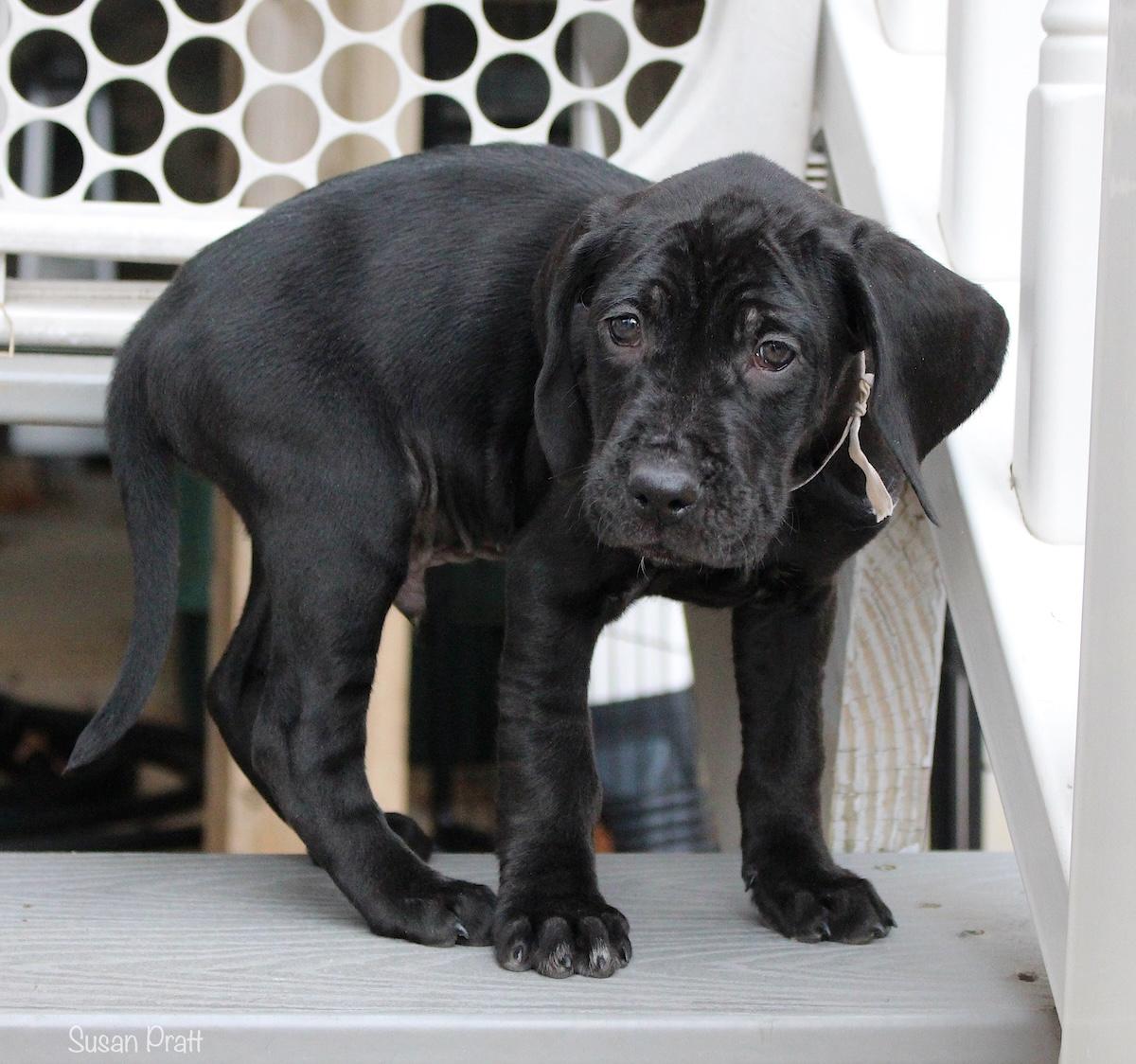 Enlarge Nick, a ADOPTABLE mixed breed in Bedford, VA image 5/6