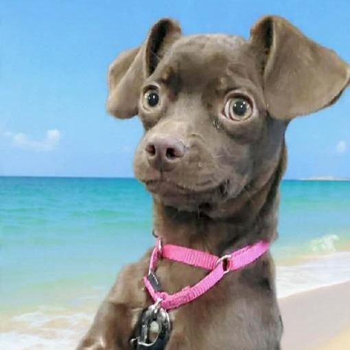 Enlarge Oriana Christie, a ADOPTABLE mixed breed in San Jose, CA image 5/6