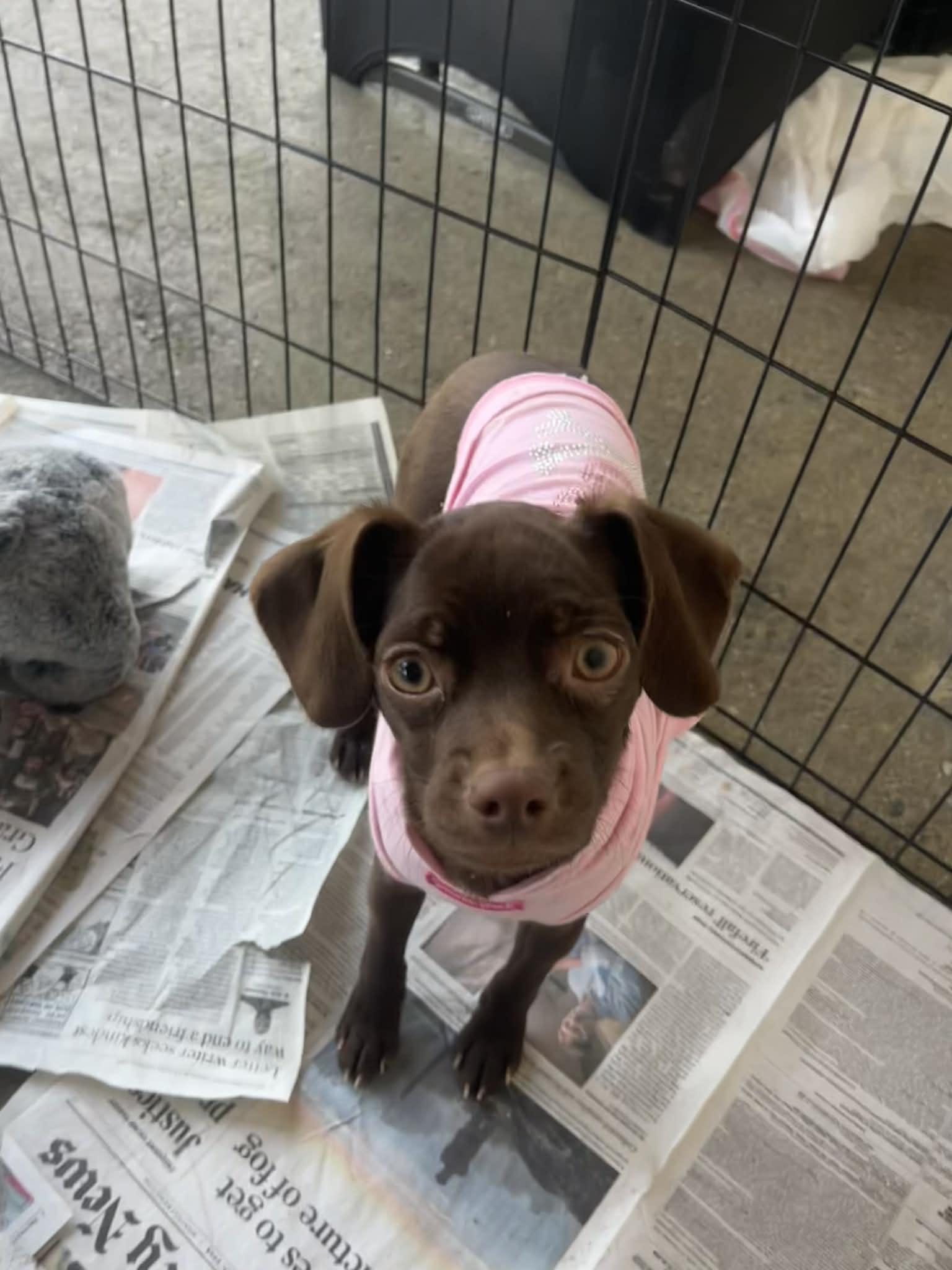 Oriana Christie, ADOPTABLE, Puppy Female Chihuahua.