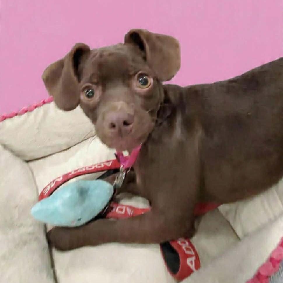 Enlarge Oriana Christie, a ADOPTABLE mixed breed in San Jose, CA image 6/6