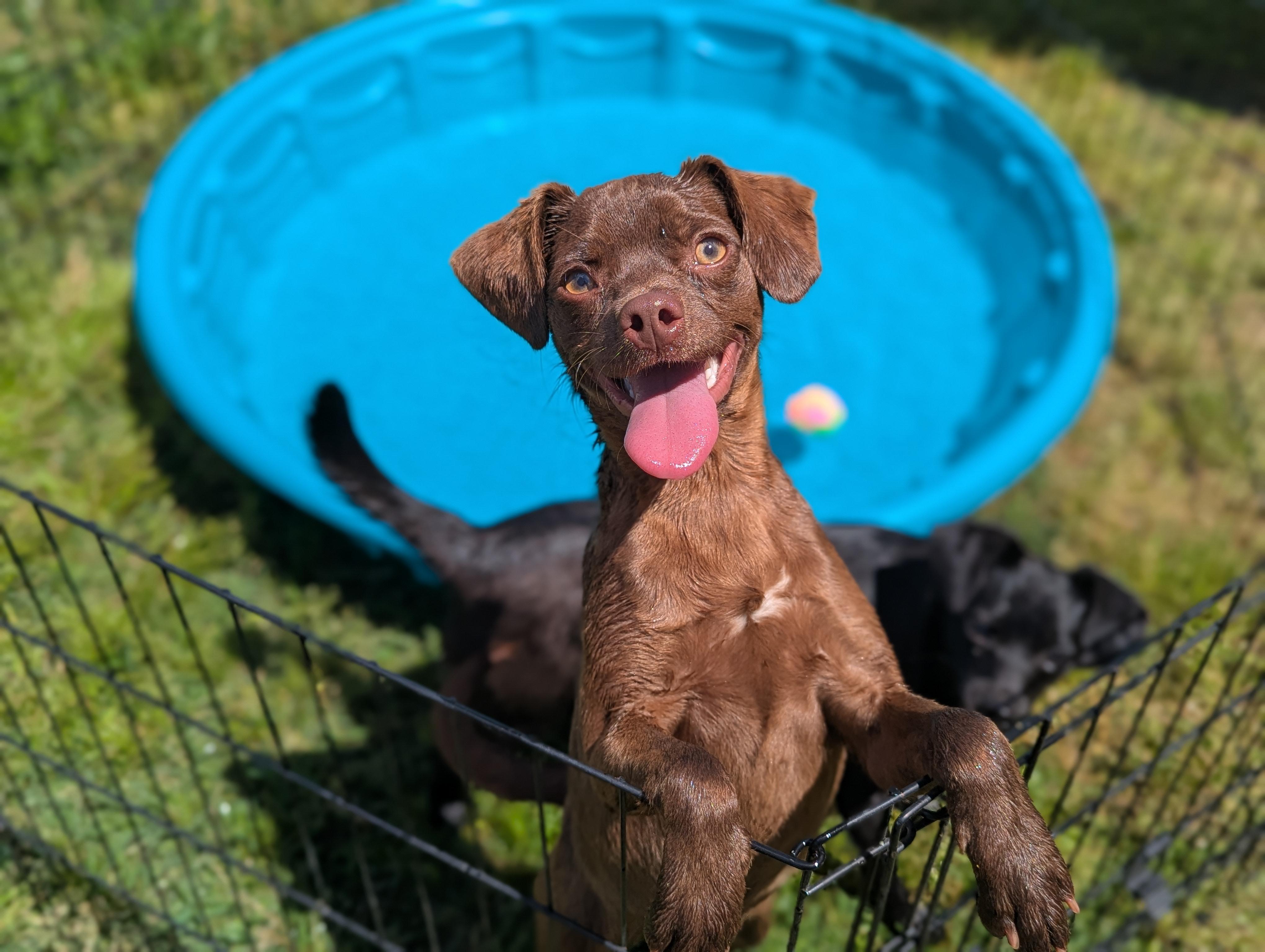 Enlarge Oriana Christie, a ADOPTABLE mixed breed in San Jose, CA image 1/5