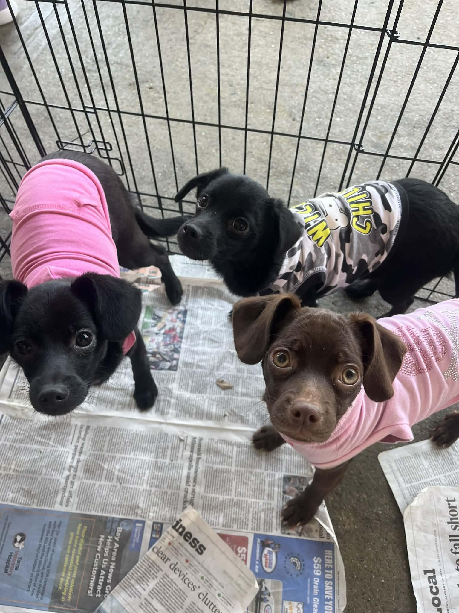 Enlarge Oriana Christie, a ADOPTABLE mixed breed in San Jose, CA image 4/6