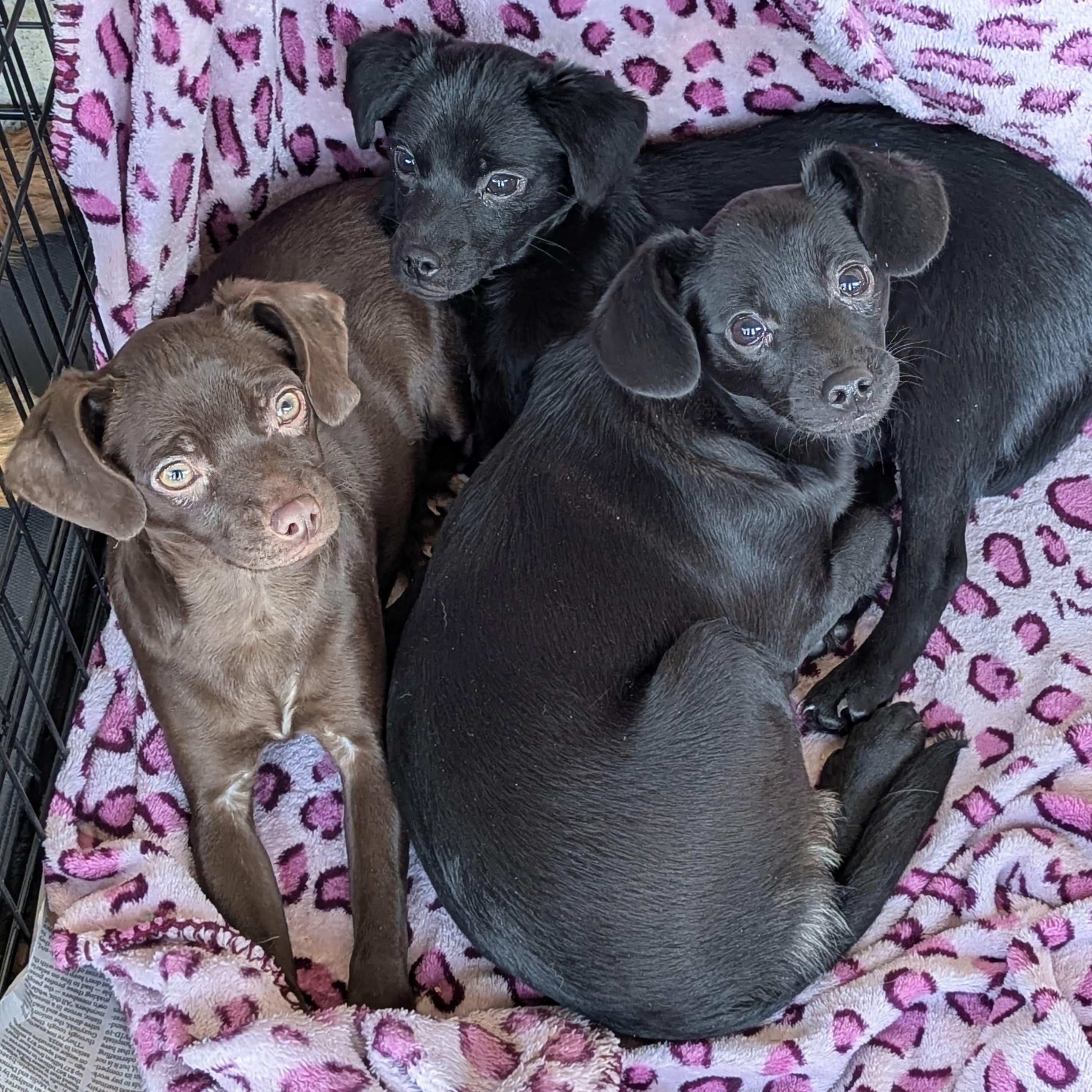 Enlarge Oriana Christie, a ADOPTABLE mixed breed in San Jose, CA image 3/6