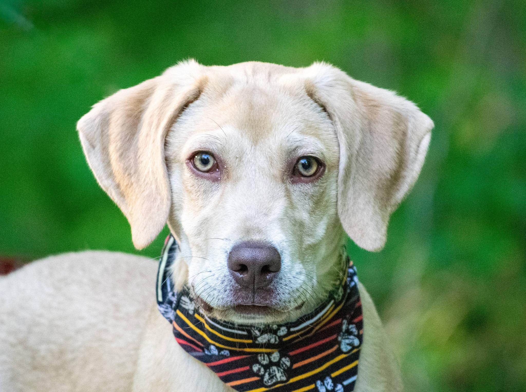 Enlarge Alfie, a ADOPTABLE Labrador Retriever in Sevierville, TN image 4/4