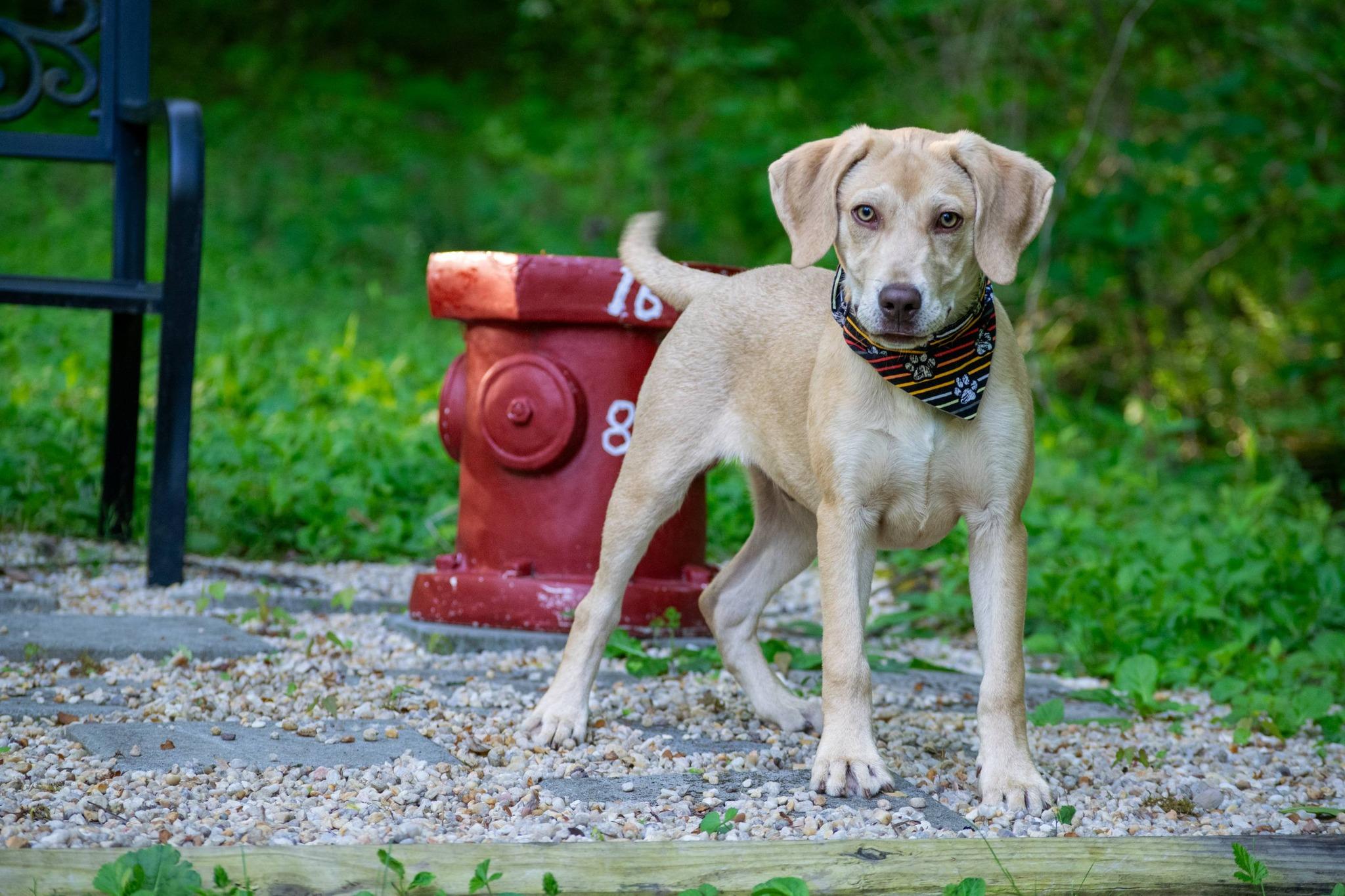 Enlarge Alfie, a ADOPTABLE Labrador Retriever in Sevierville, TN image 3/4
