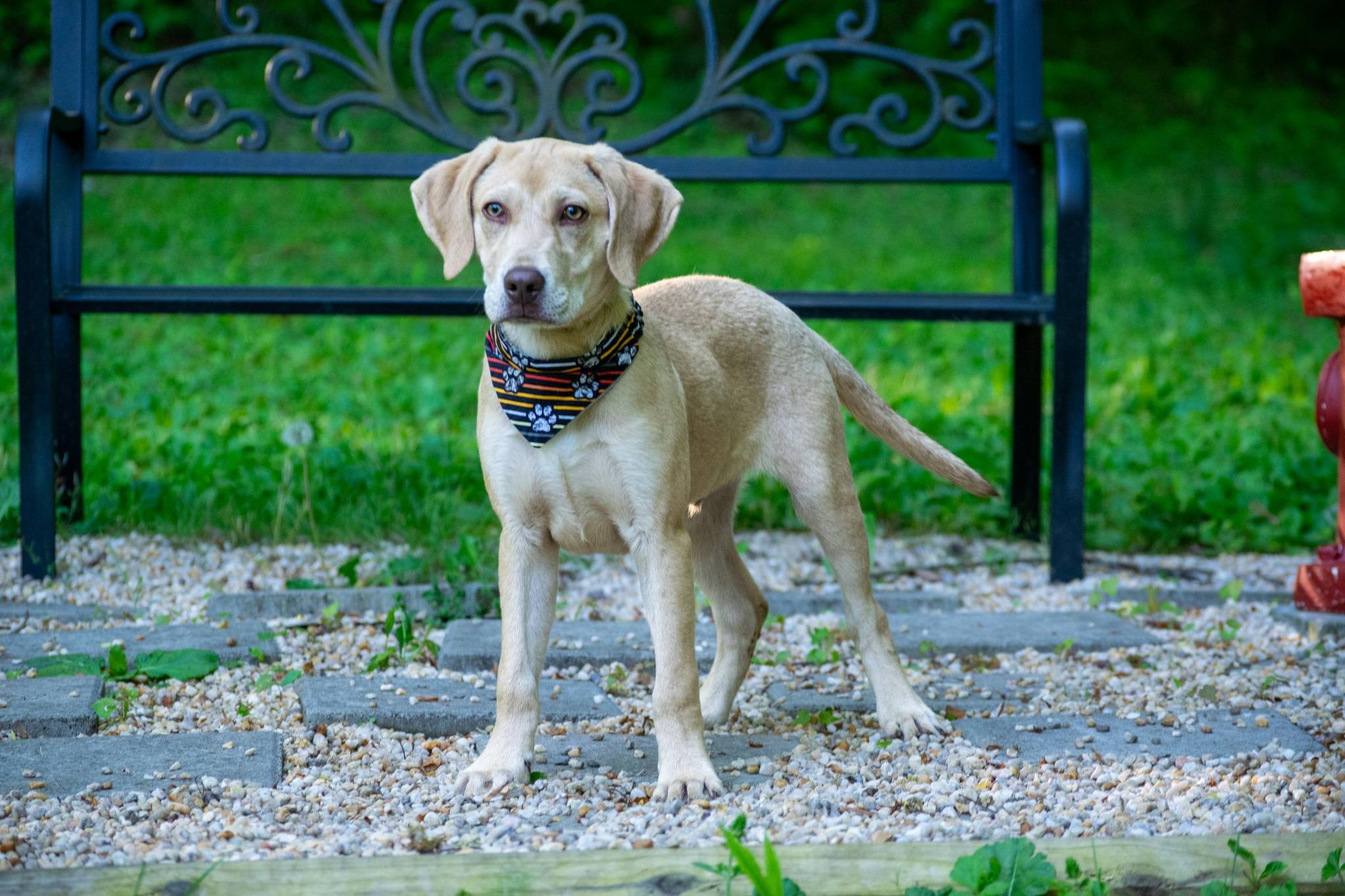 Enlarge Alfie, a ADOPTABLE Labrador Retriever in Sevierville, TN image 2/4