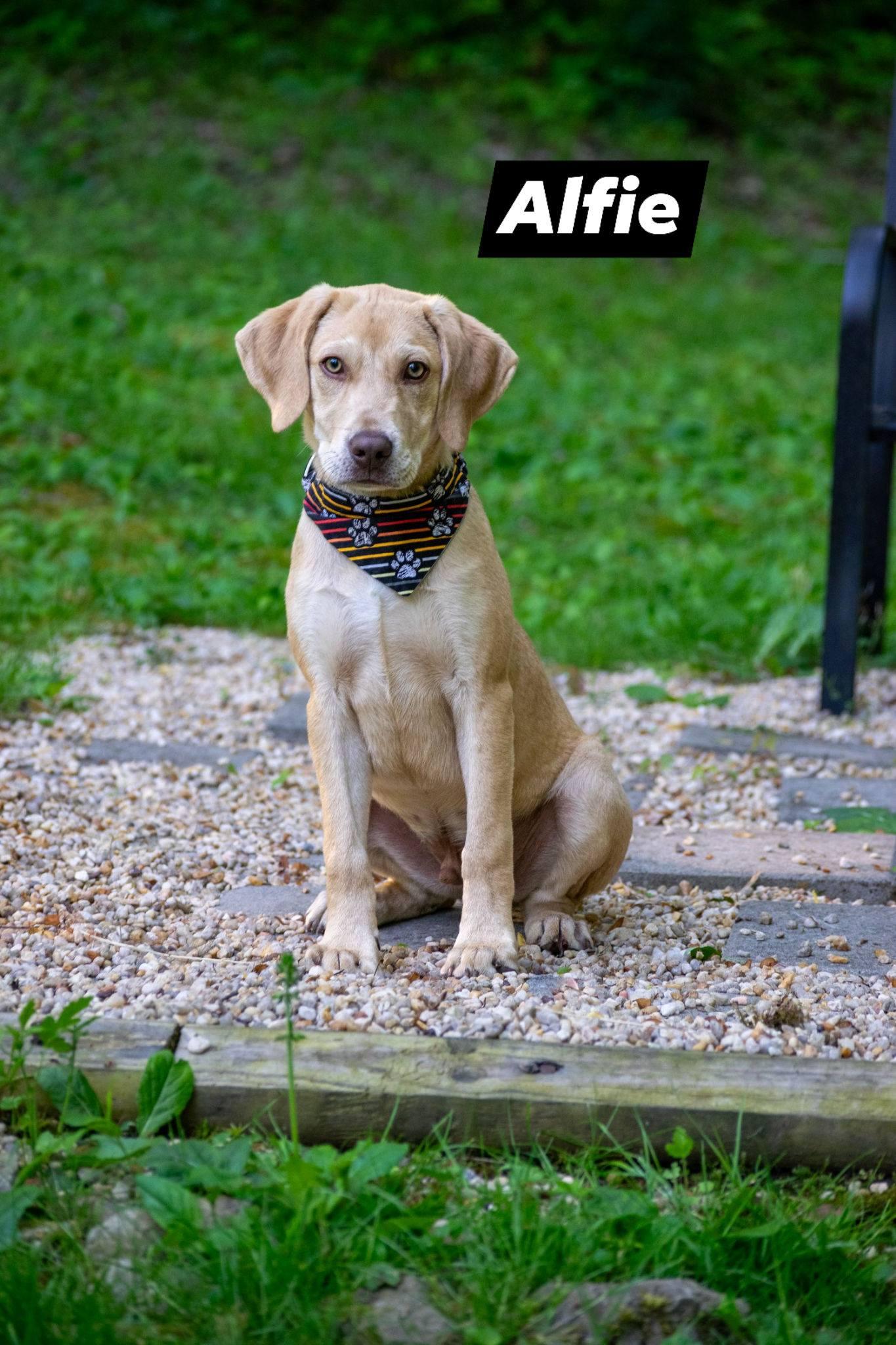 Alfie, ADOPTABLE, Puppy Male Labrador Retriever.