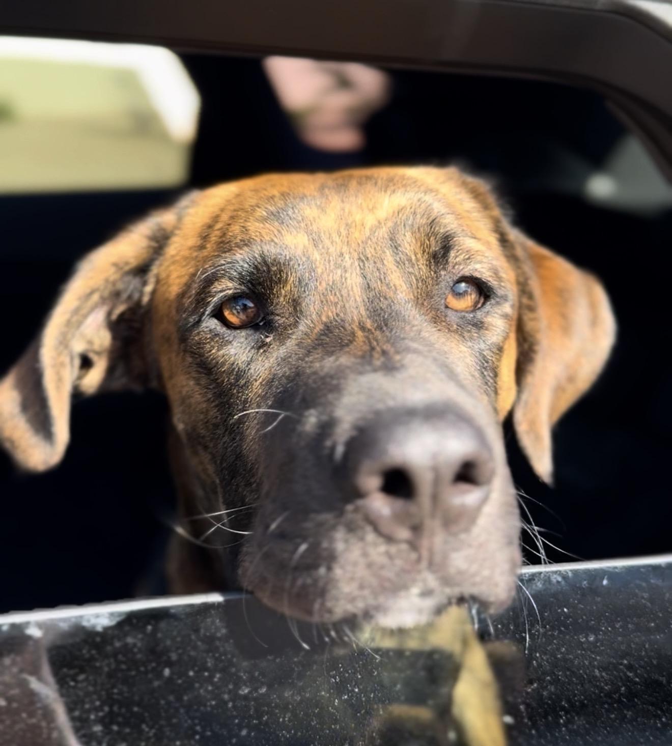 Enlarge Twix, a Adoptable mixed breed in Palm desert, CA image 1/3
