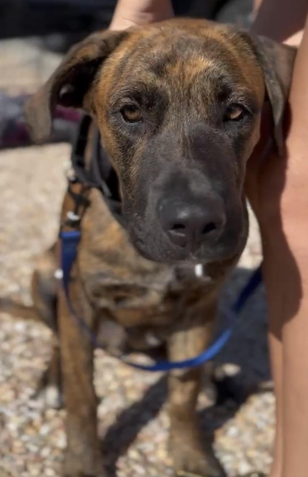 Enlarge Twix, a Adoptable mixed breed in Palm desert, CA image 2/3