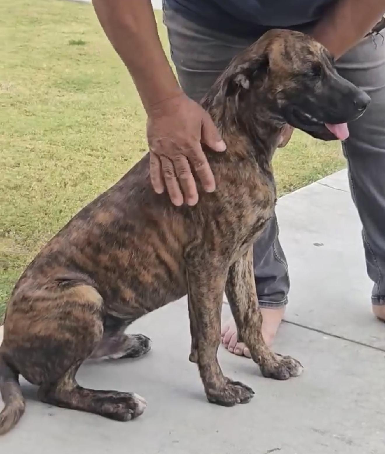 Enlarge Twix, a Adoptable mixed breed in Palm desert, CA image 3/3