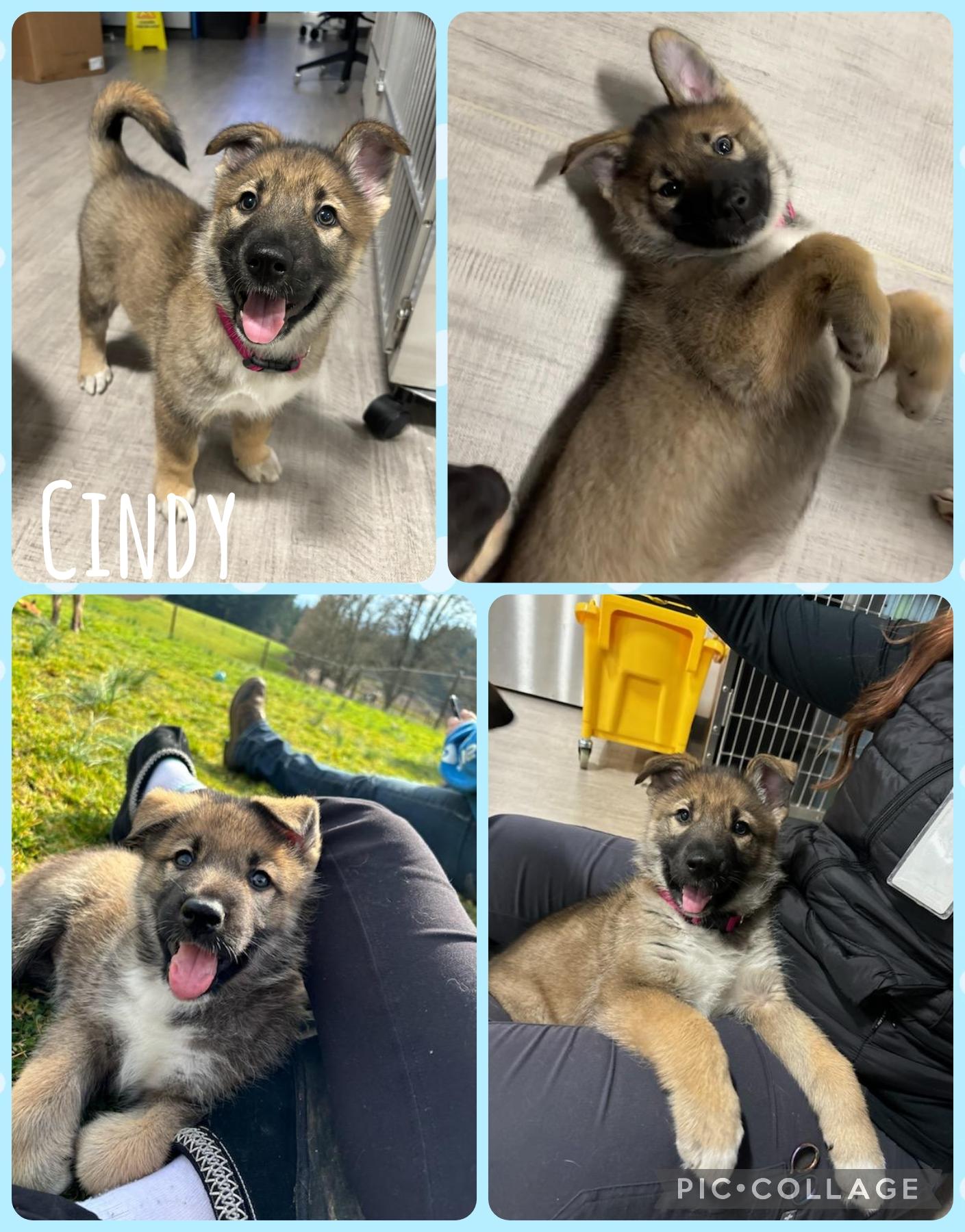 Enlarge Cindy, a Adoptable mixed breed in Newberg, OR image 1/1