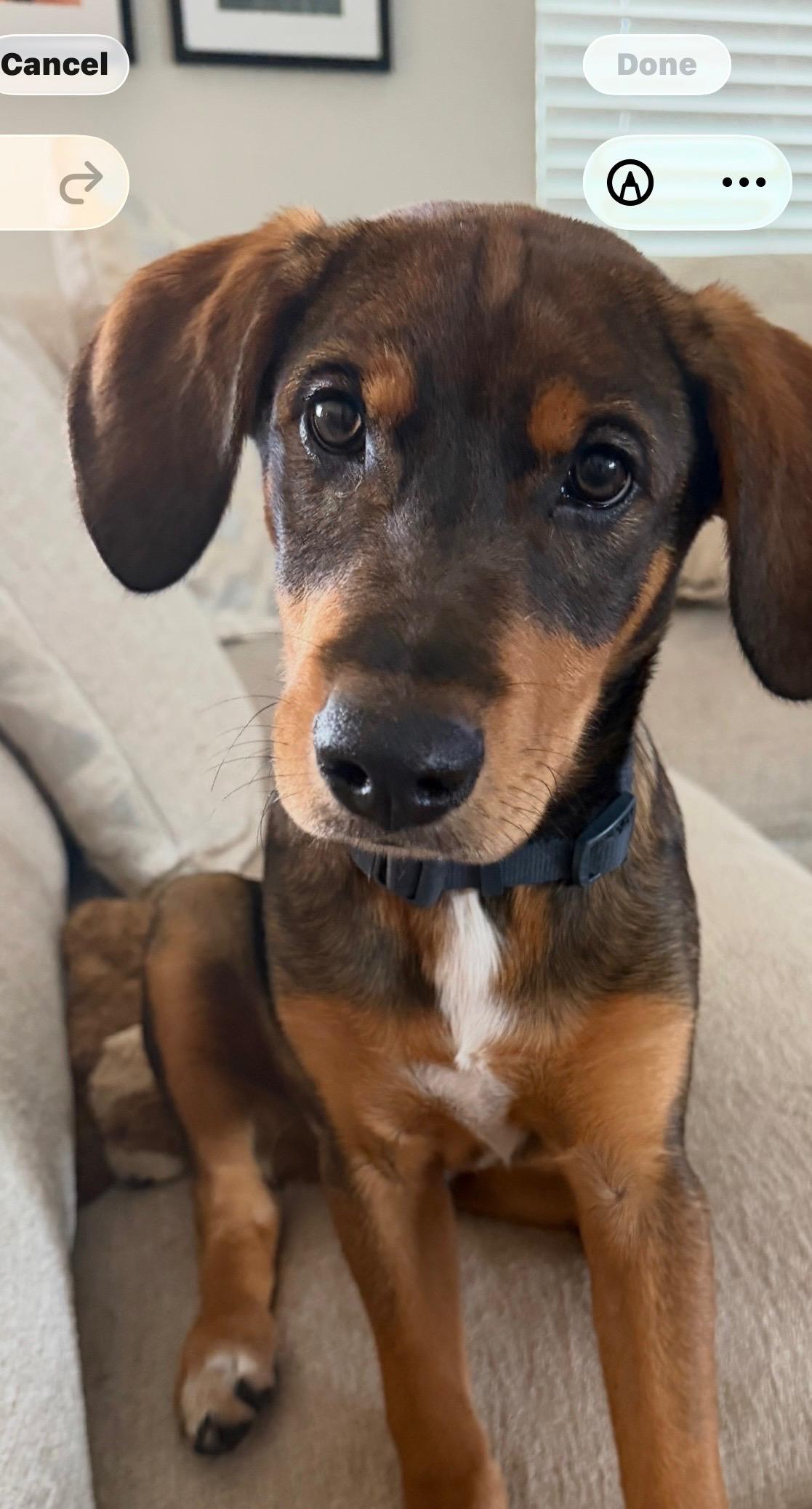 Enlarge Garth, a Adoptable mixed breed in Denver, NC image 4/6