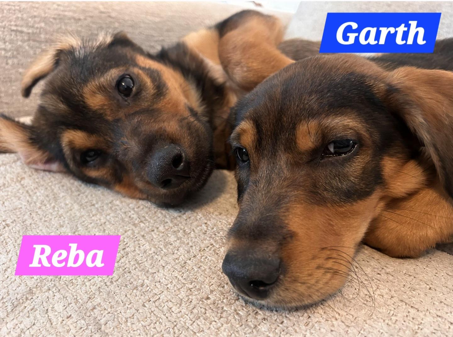 Garth, a Adoptable mixed breed in Denver, NC image 2/5