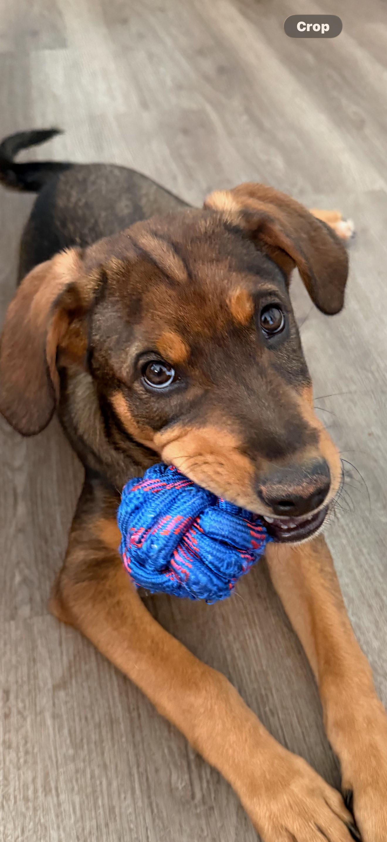 Garth, Adoptable, Young Male Hound.