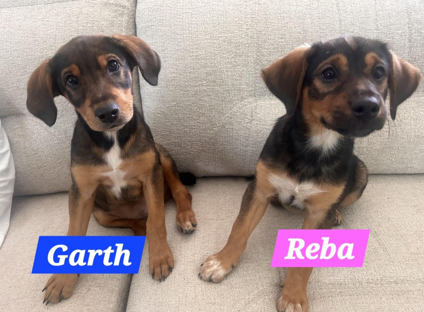 Garth, a Adoptable mixed breed in Denver, NC image 5/5