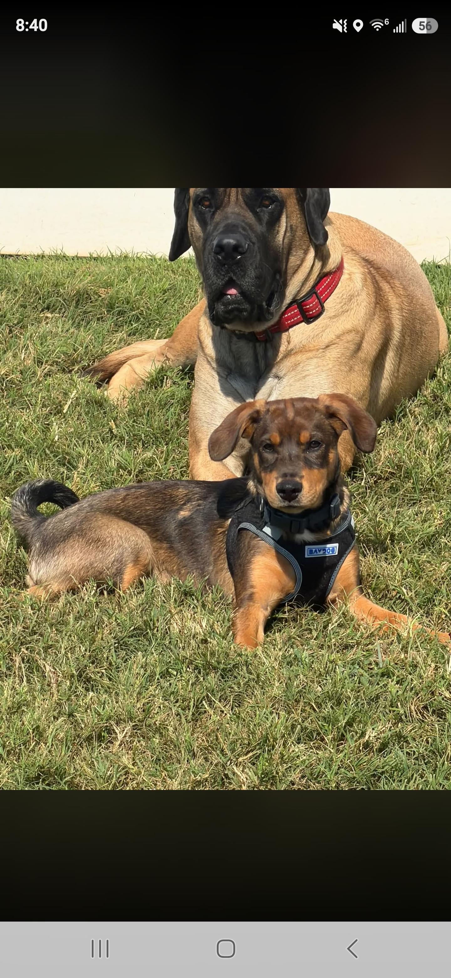 Enlarge Garth, a Adoptable mixed breed in Denver, NC image 6/6