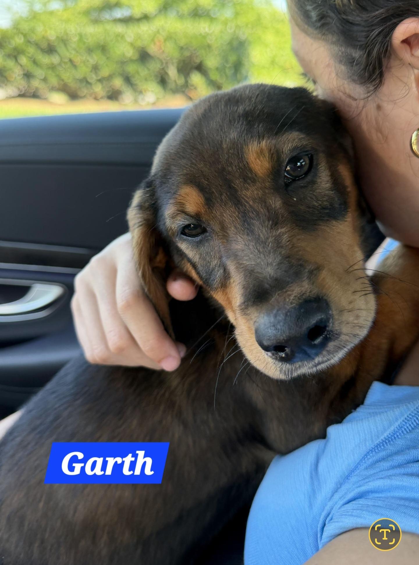 Garth, Adoptable, Young Male Hound.