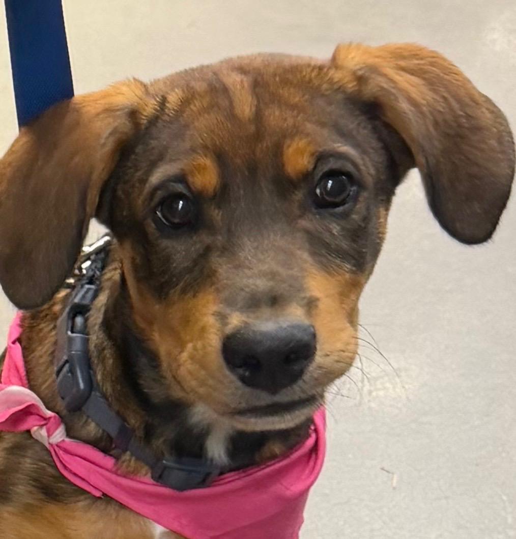 Enlarge Garth, a Adoptable mixed breed in Denver, NC image 2/6
