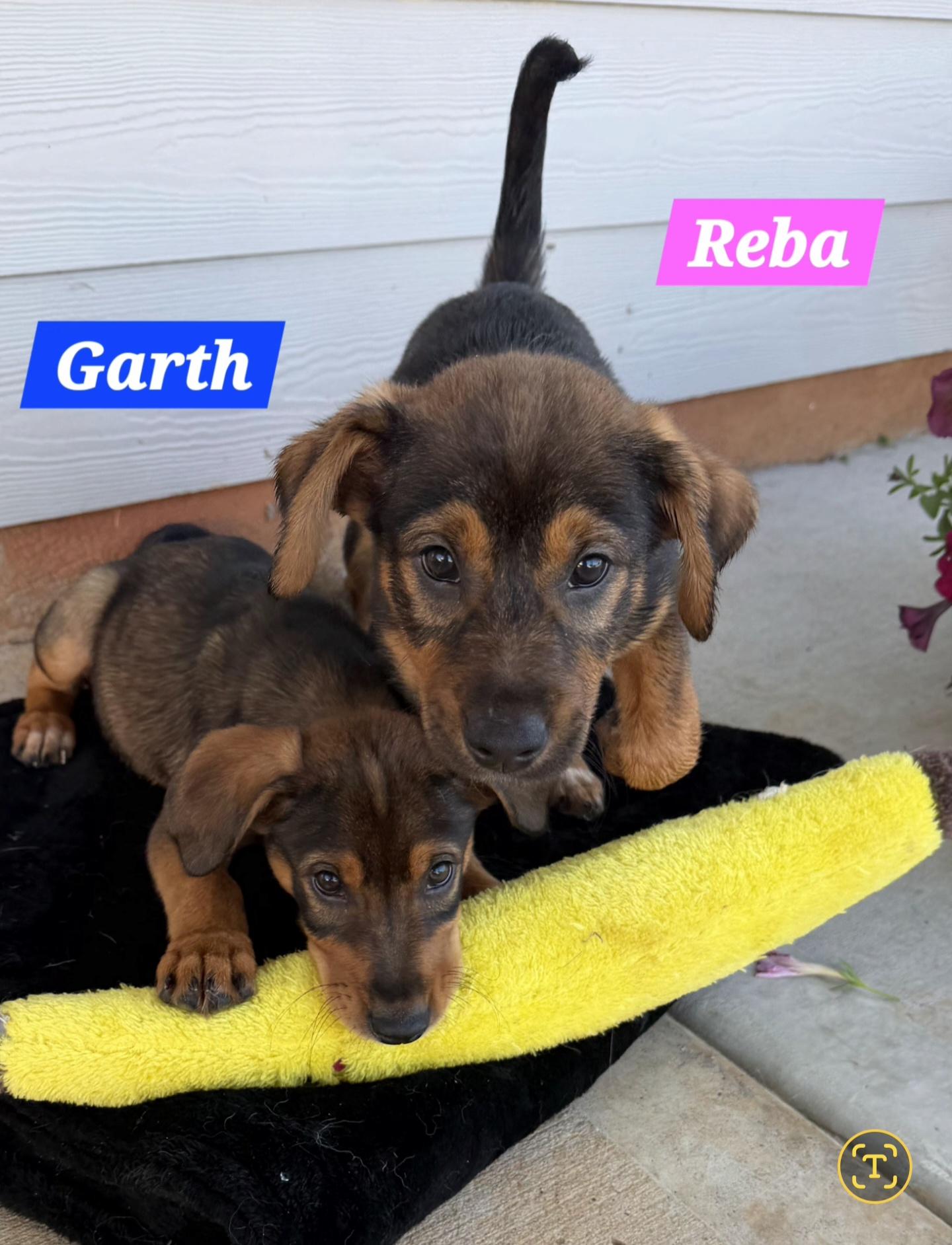 Garth, a Adoptable mixed breed in Denver, NC image 4/5