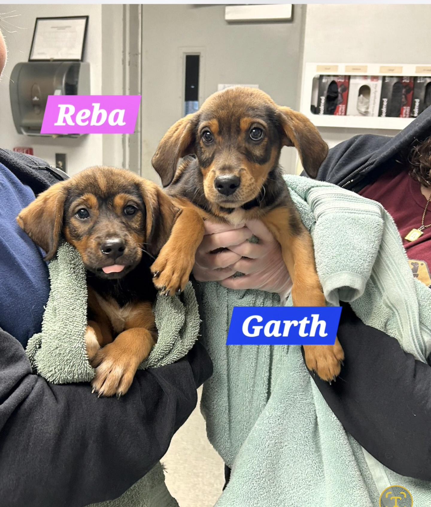 Garth, a Adoptable mixed breed in Denver, NC image 3/5