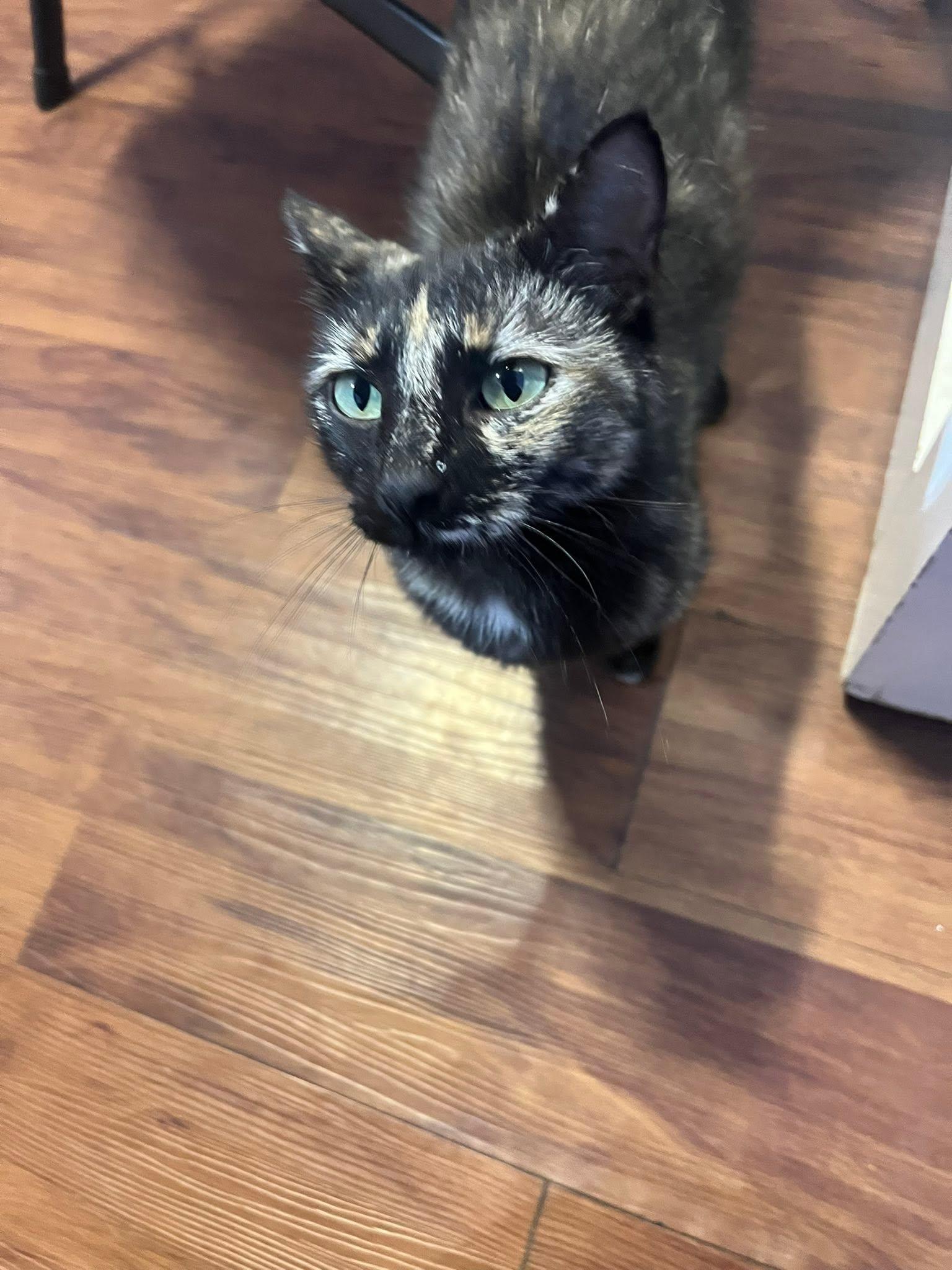 Brioche, a ADOPTABLE Domestic Short Hair in Morgantown, WV image 3/3