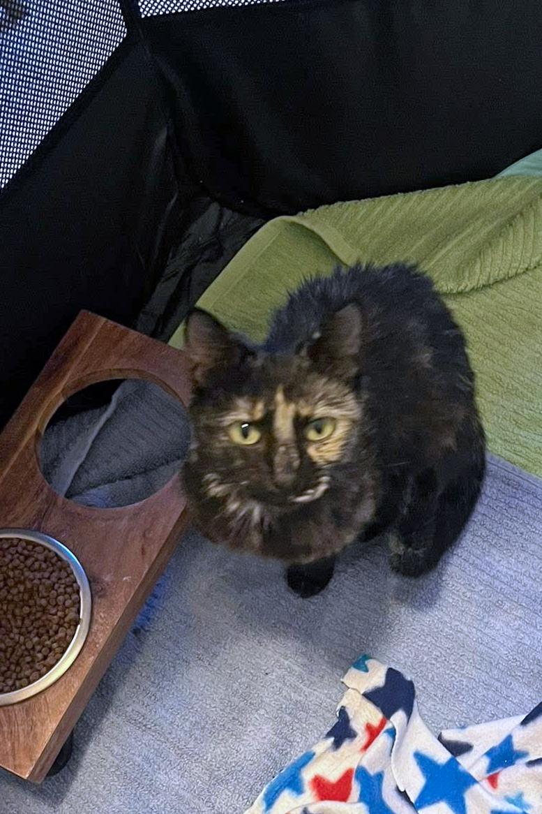 Brioche, a ADOPTABLE Domestic Short Hair in Morgantown, WV image 2/3