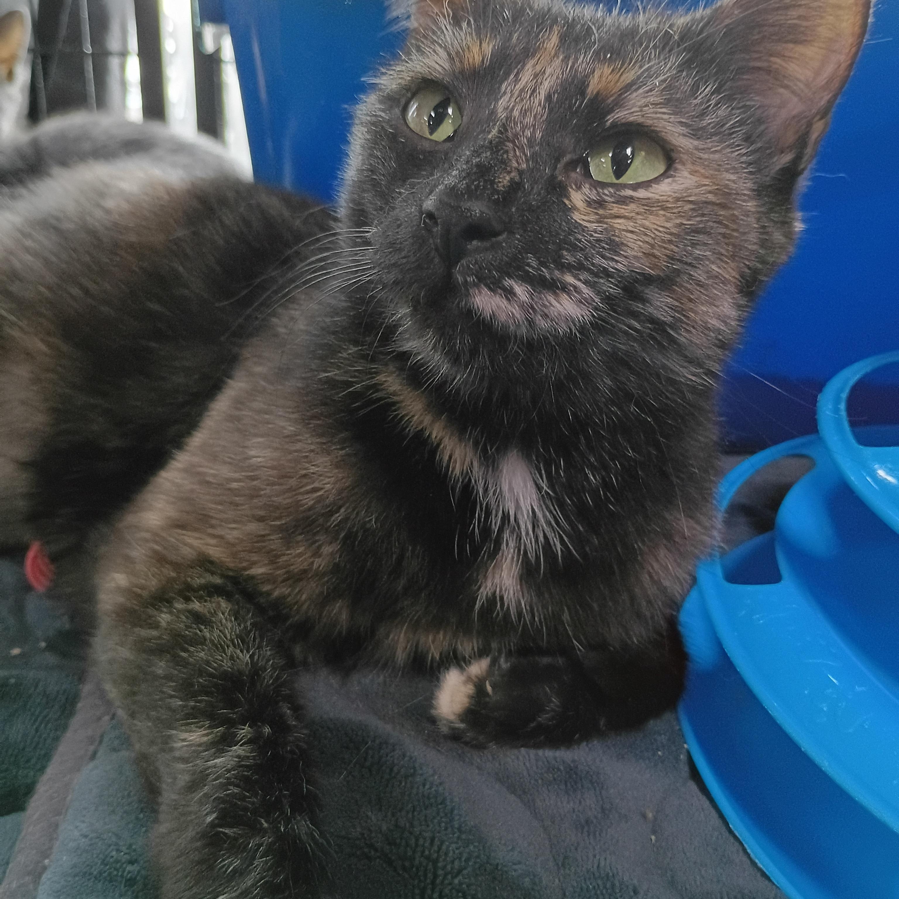 Brioche, a ADOPTABLE Domestic Short Hair in Morgantown, WV image 1/3