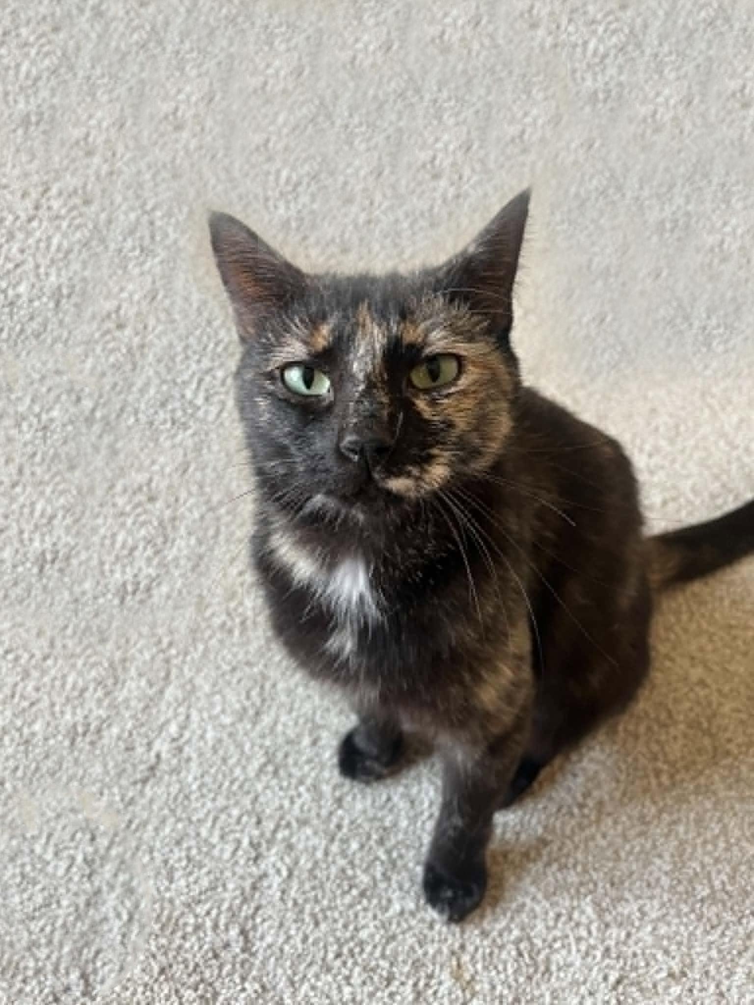 Brioche, a ADOPTABLE Domestic Short Hair in Morgantown, WV image 2/4
