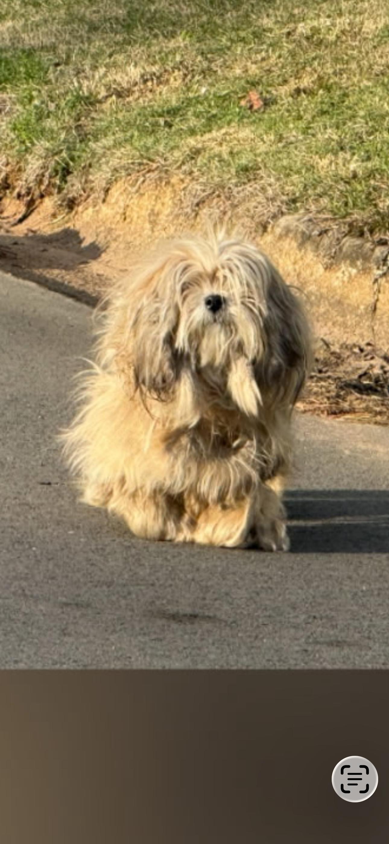 PRESLEY, an adopted Lhasa Apso in Allentown, PA image 3/6