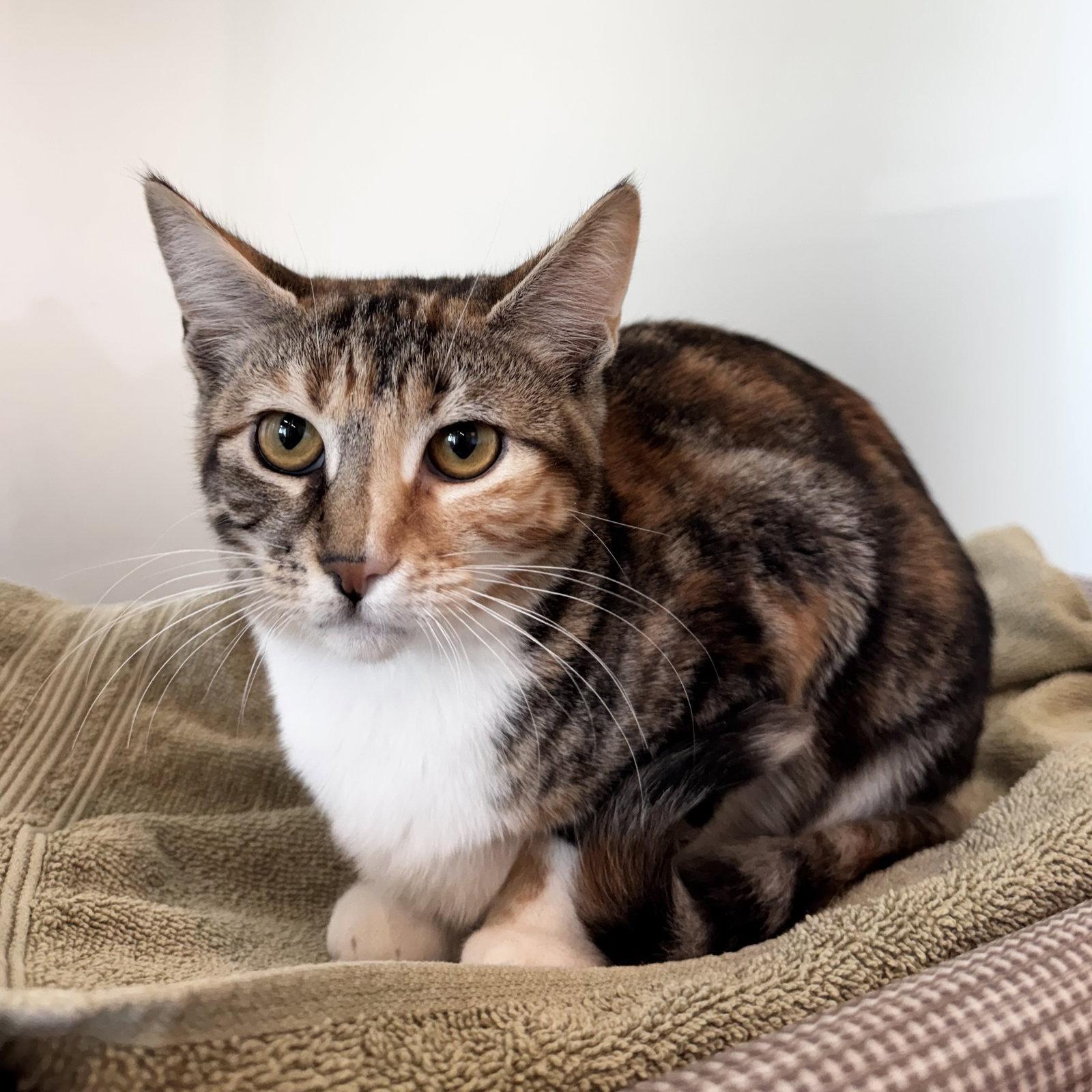 Caramel, Adoptable, Young Female Domestic Short Hair & Torbie.