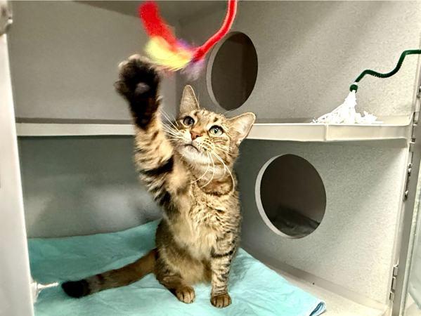 Kiwi — thumbnail 2