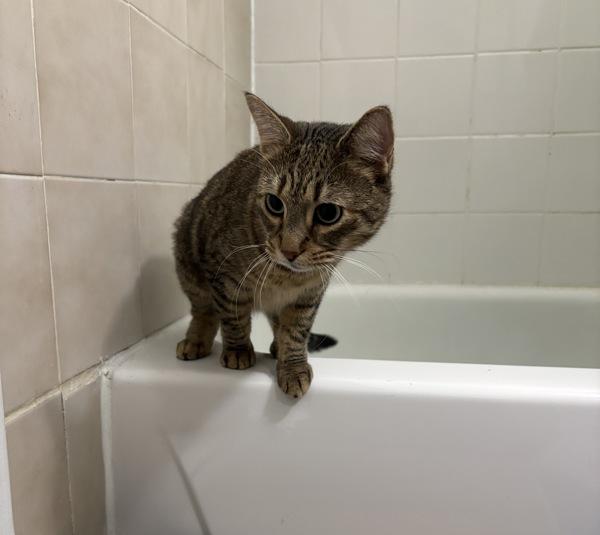 Kiwi — thumbnail 3