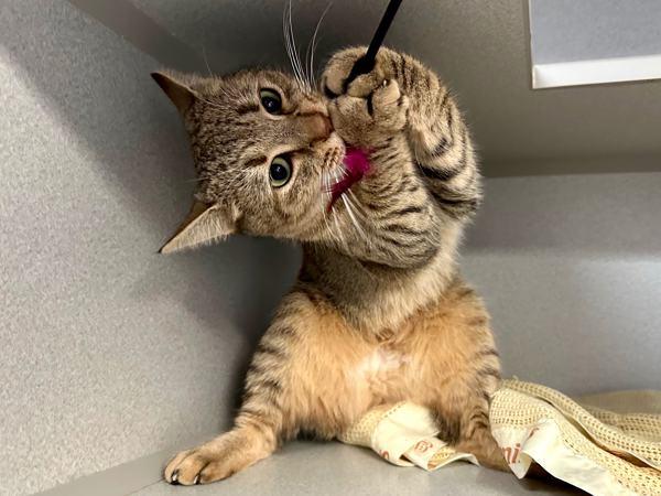 Kiwi — thumbnail 4