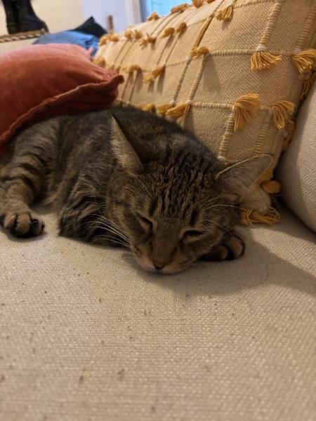 Kiwi — thumbnail 5