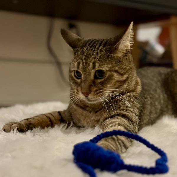 Kiwi — thumbnail 6