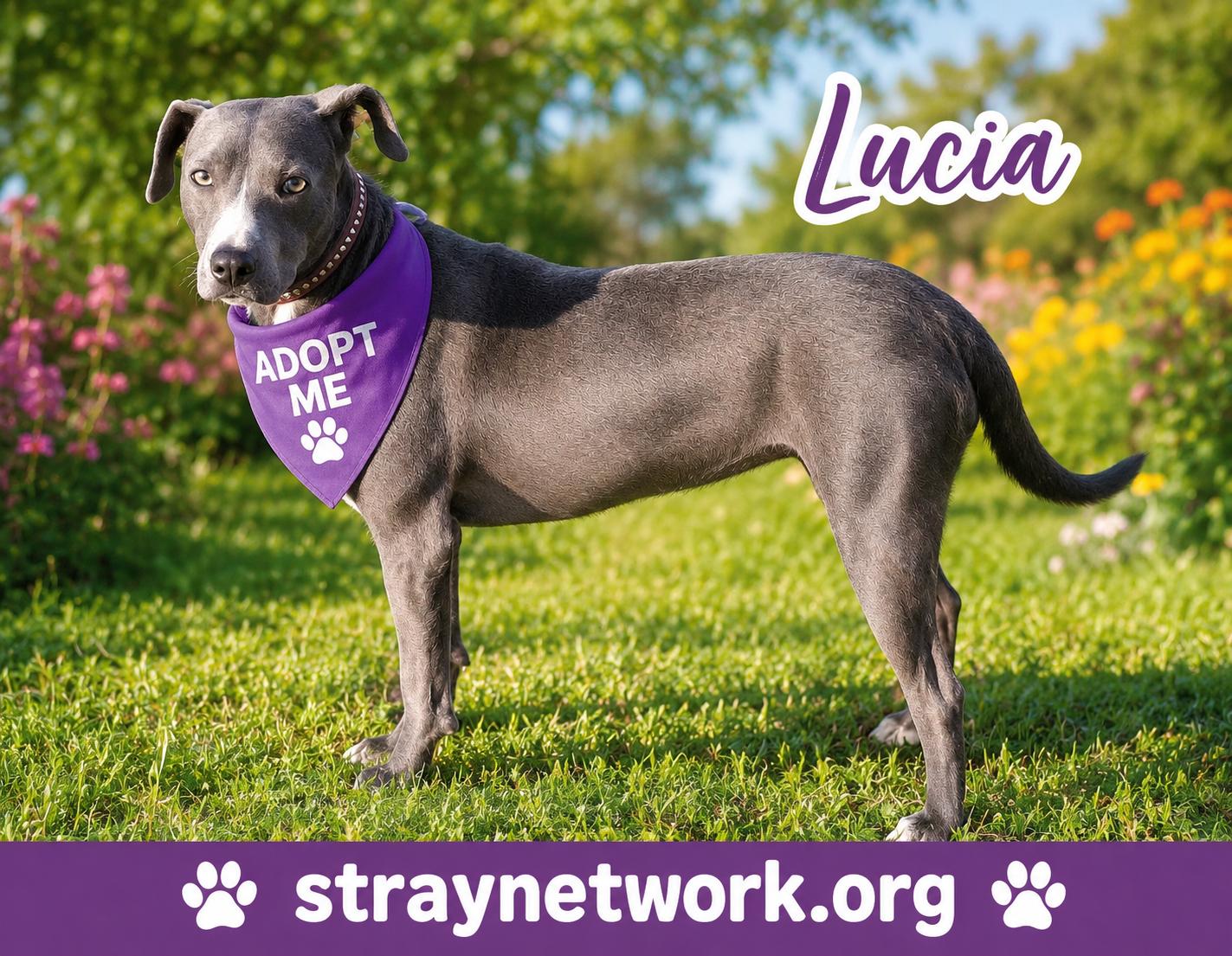 Lucia, a ADOPTABLE mixed breed in Hatfield, PA image 3/3