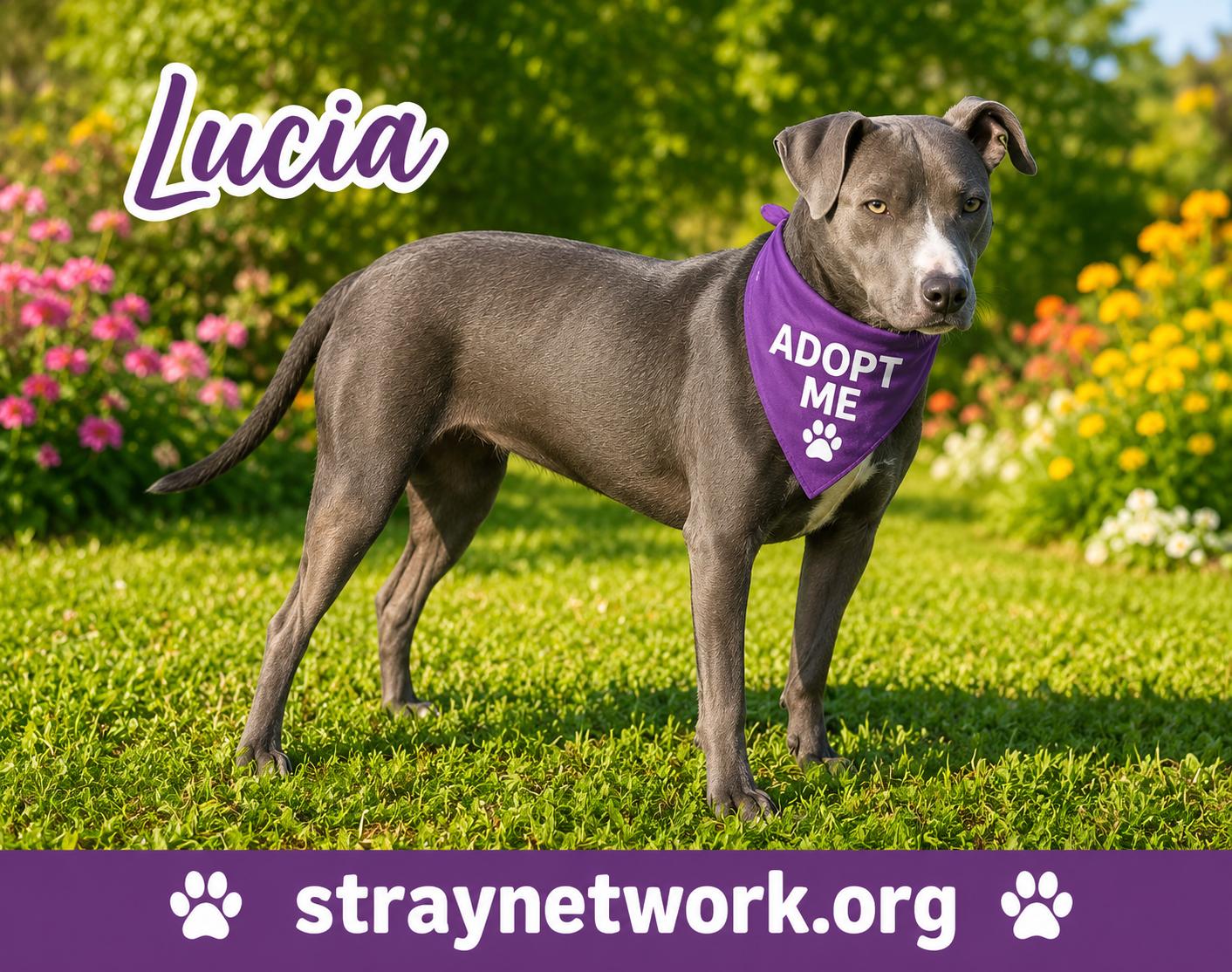 Lucia, a ADOPTABLE mixed breed in Hatfield, PA image 2/3