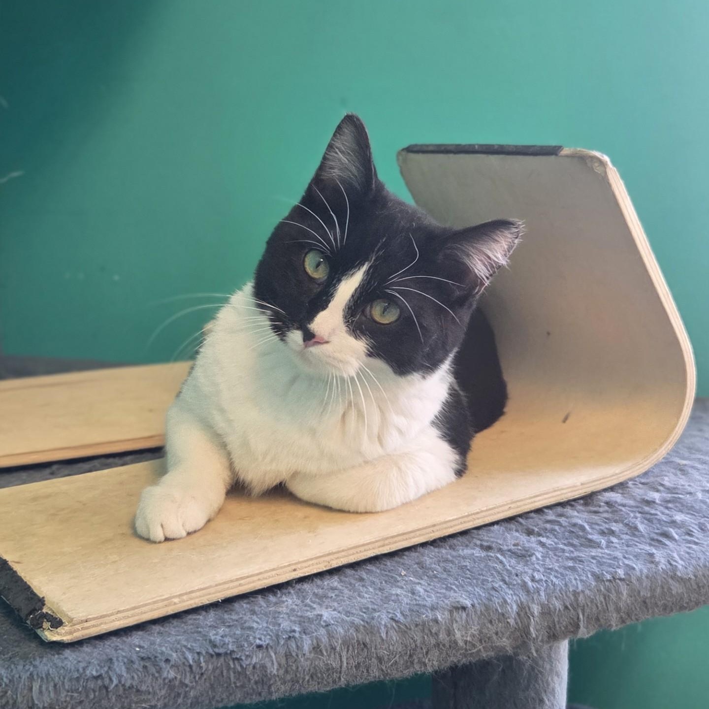 Darby, Adoptable, Young Male Domestic Short Hair.