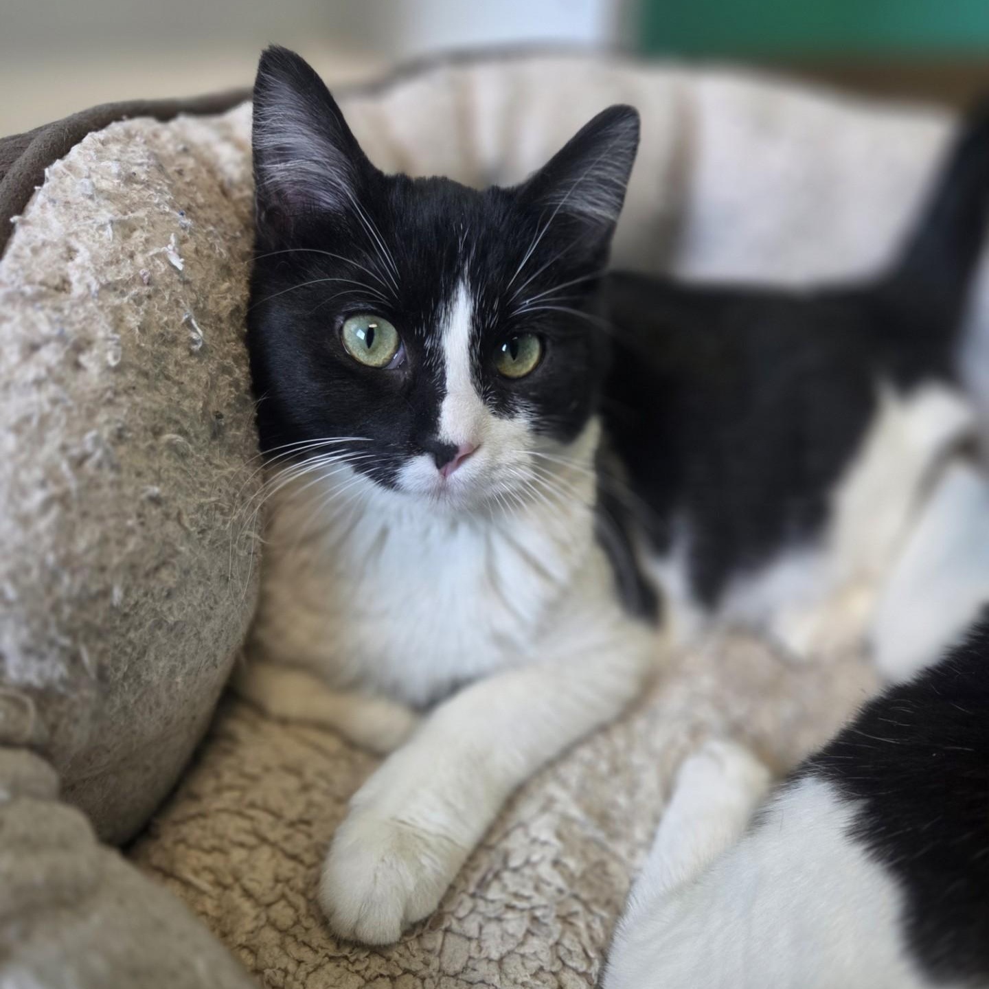 Darby, Adoptable, Young Male Domestic Short Hair.