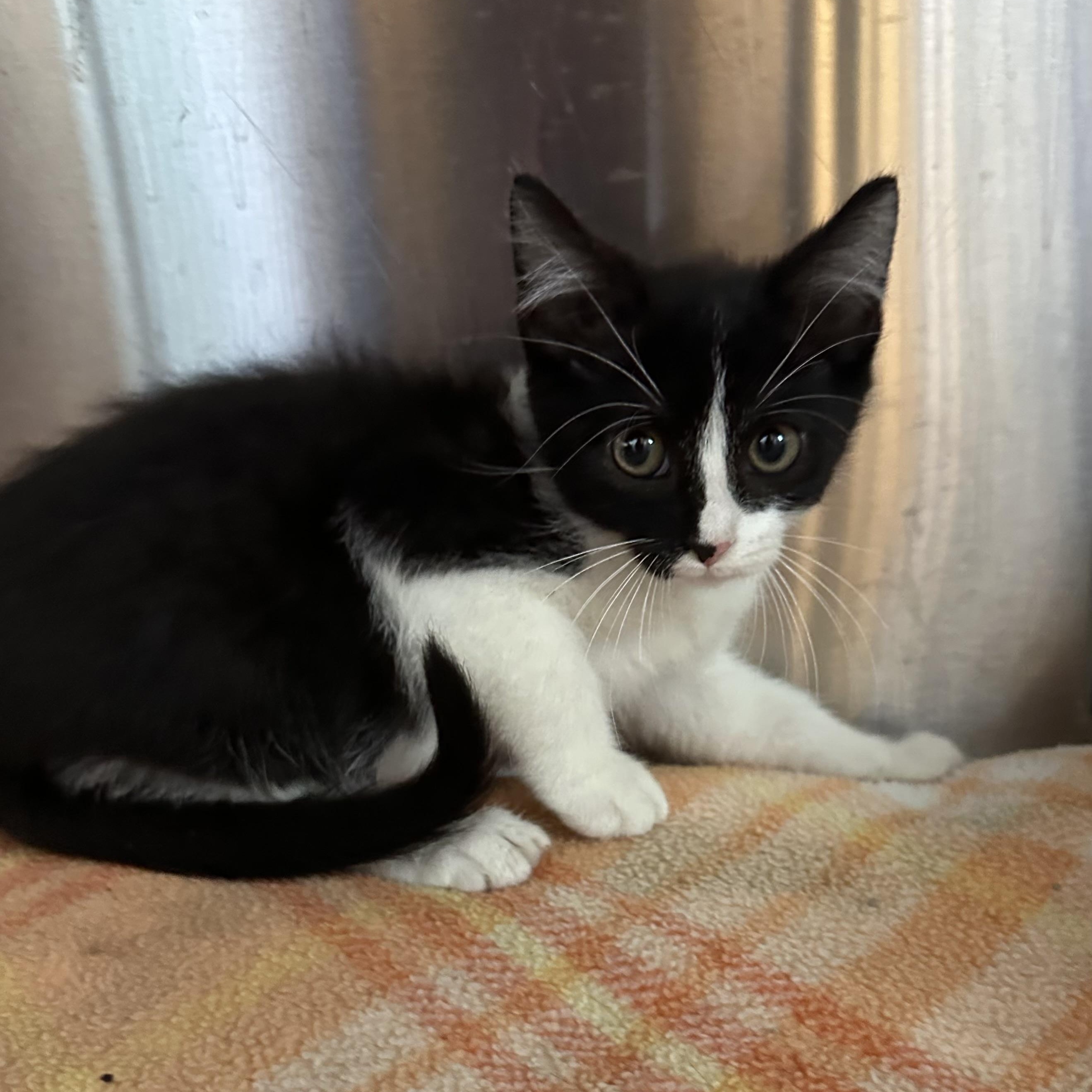 Darby, Adoptable, Young Male Domestic Short Hair.