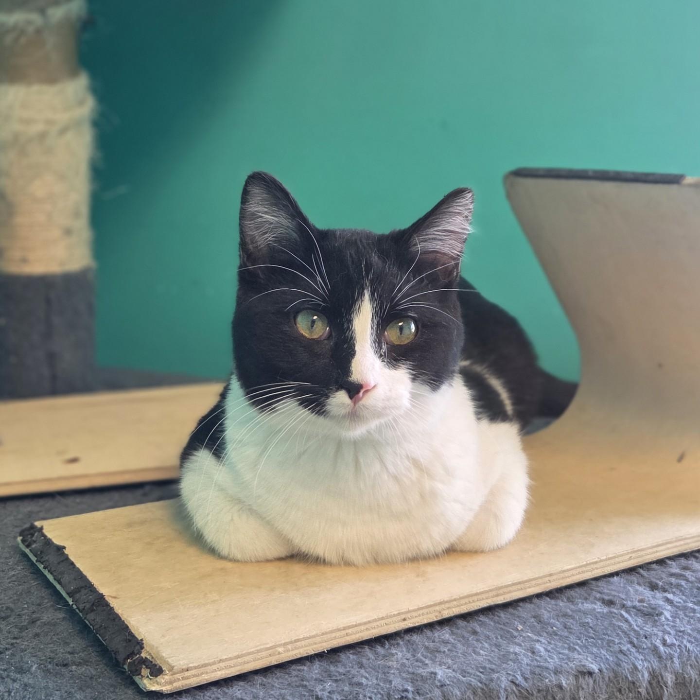 Darby, a Adoptable Domestic Short Hair in Brookings, SD image 3/3