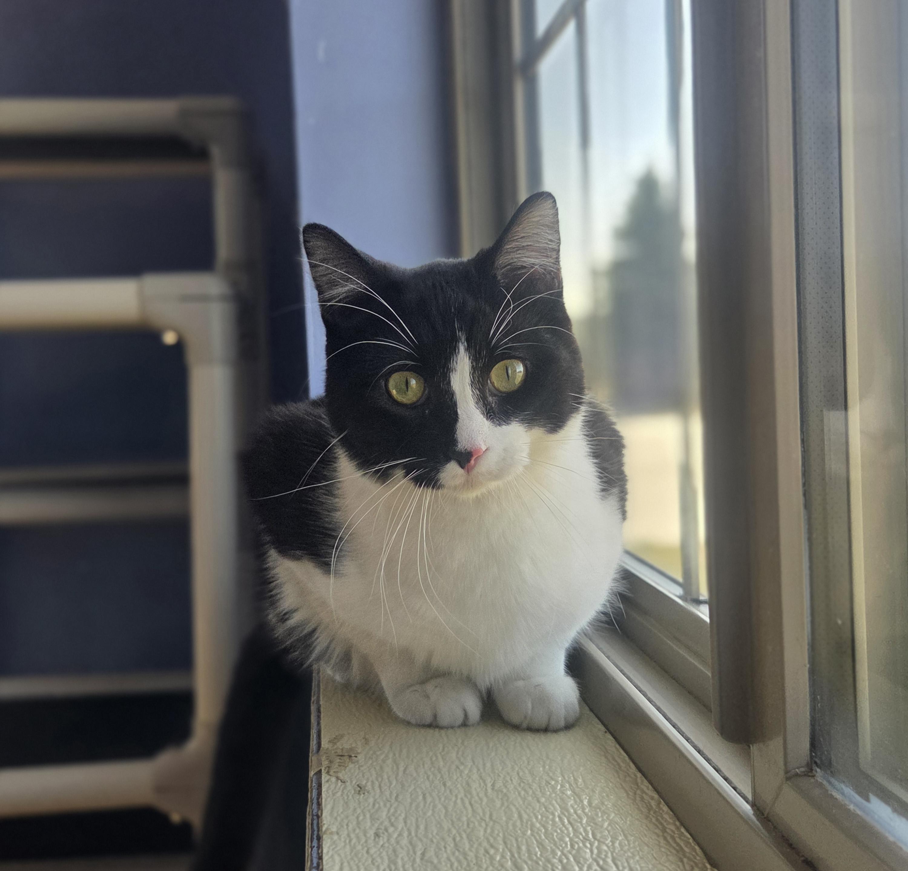 Enlarge Darby, a Adoptable Domestic Short Hair in Brookings, SD image 1/2