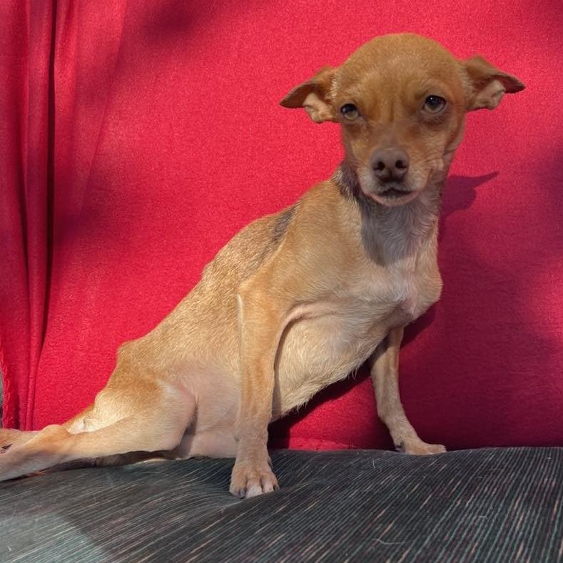 Jesus, Adoptable, Senior Male Chihuahua.