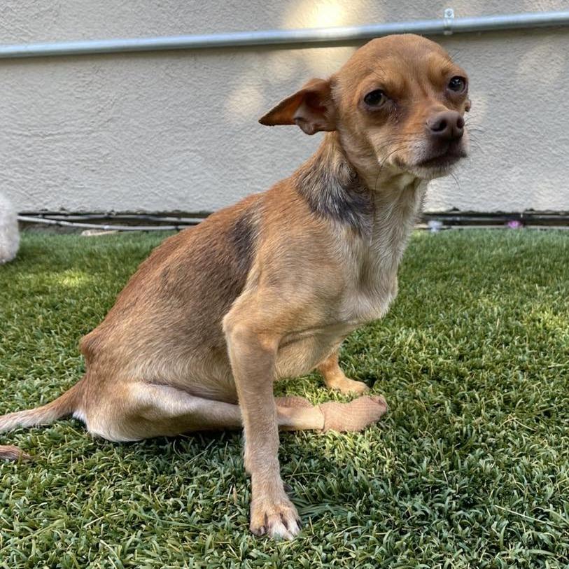 Enlarge Jesus, a Adoptable Chihuahua in Apple Valley, CA image 2/2