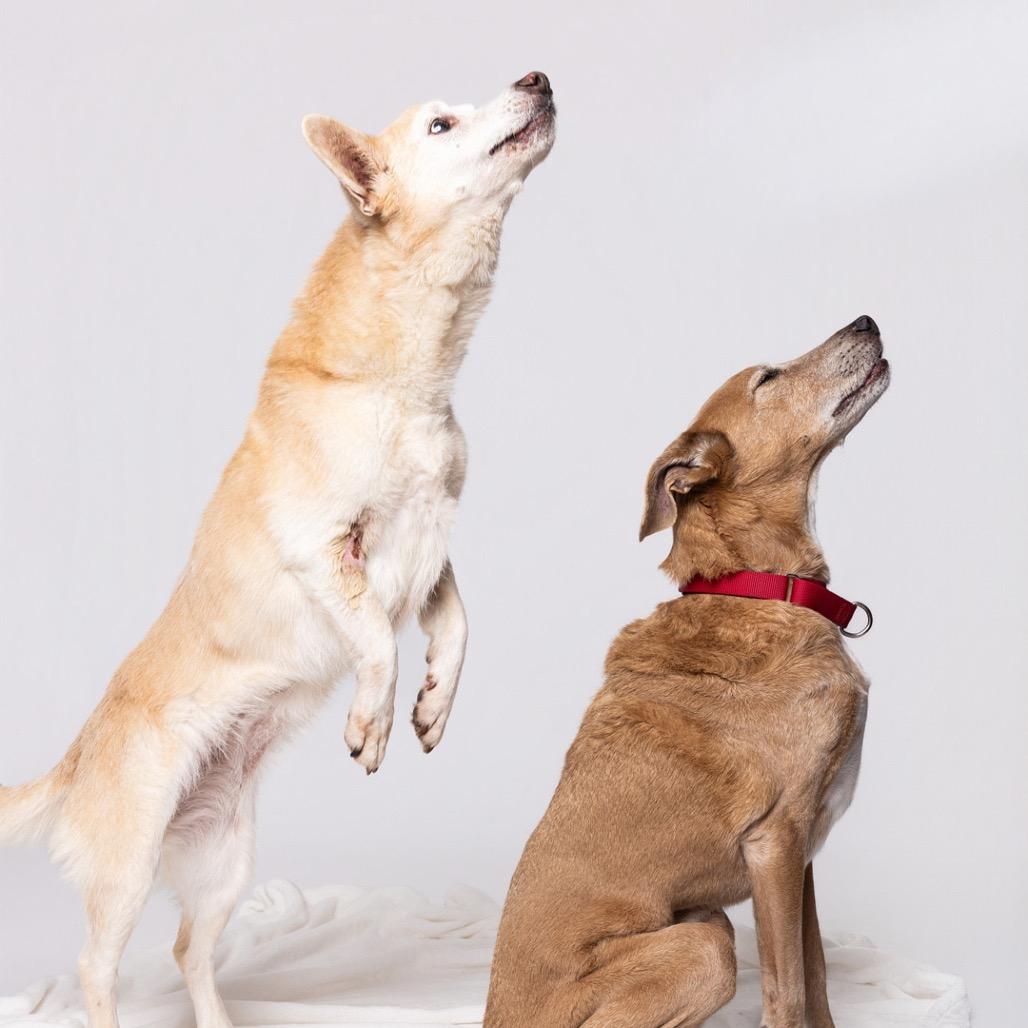 Tessa*, Adoptable, Senior Female Mixed Breed.