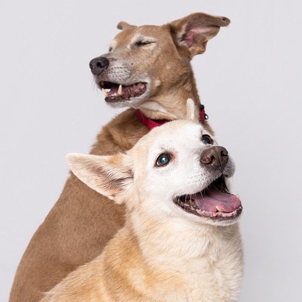 Enlarge Tessa*, a Adoptable mixed breed in Leander, TX image 2/5