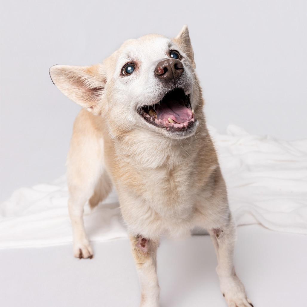 Enlarge Tessa*, a Adoptable mixed breed in Leander, TX image 3/5